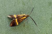 Nemophora degeerella