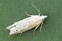 Eucosma albuneana
