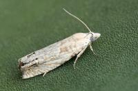 Eucosma albuneana