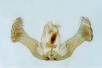 Eucosma albuneana