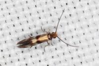Micropterix aglaella
