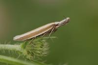 Pleurota aristella