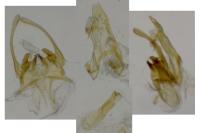 Scrobipalpa suaedella
