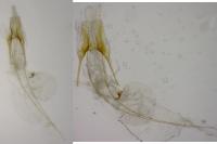 Scrobipalpa suaedella