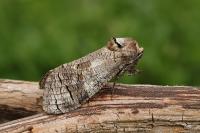 Cossus cossus