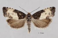 Notocelia cynosbatella