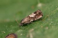 Grapholita compositella