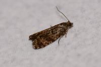 Epinotia