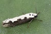 Ethmia bipunctella