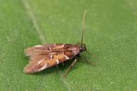 Pancalia schwarzella