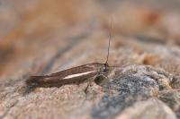 Scythris scorpionella