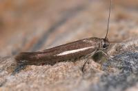 Scythris scorpionella