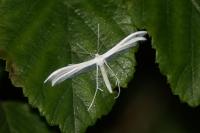 Pterophorus pentadactylus