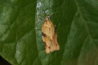 Clepsis spectrana