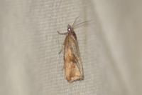 Endothenia quadrimaculana