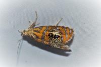 Olethreutes arcuella