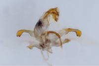 Agdistis bennetii