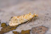 Aethes moribundana