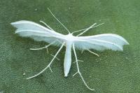 Pterophorus pentadactylus