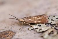 Brachodes funebris