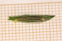 Agonopterix scopariella