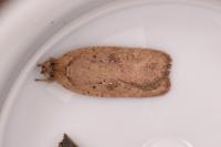 Agonopterix scopariella
