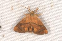 Apoda limacodes