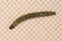 Anacampsis populella