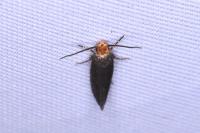 Cephimallota crassiflavella