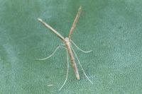 Agdistis bennetii