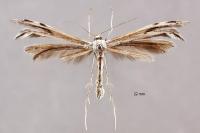 Calyciphora adamas