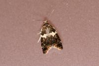 Olindia schumacherana