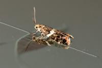 Olindia schumacherana