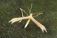 Merrifieldia menthae