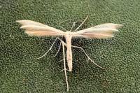 Merrifieldia menthae