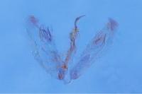 Merrifieldia menthae