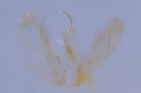 Merrifieldia menthae