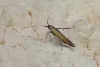 Coleophora