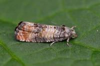Piniphila bifasciana