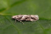 Recurvaria nanella