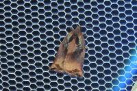 Archips podana