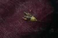 Oecophora bractella
