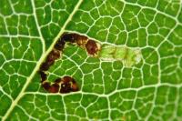 Stigmella