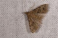 Alucita hexadactyla