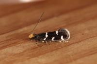 Eudarcia leopoldella
