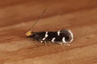 Eudarcia leopoldella