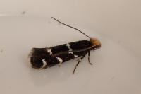 Eudarcia leopoldella