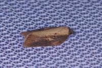 Acleris hastiana