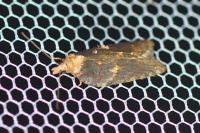 Acleris hastiana