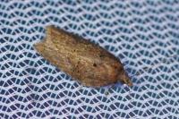 Acleris hastiana